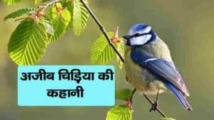 ajib chidiya ki kahani